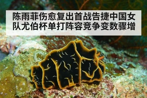 陈雨菲伤愈复出首战告捷中国女队尤伯杯单打阵容竞争变数骤增